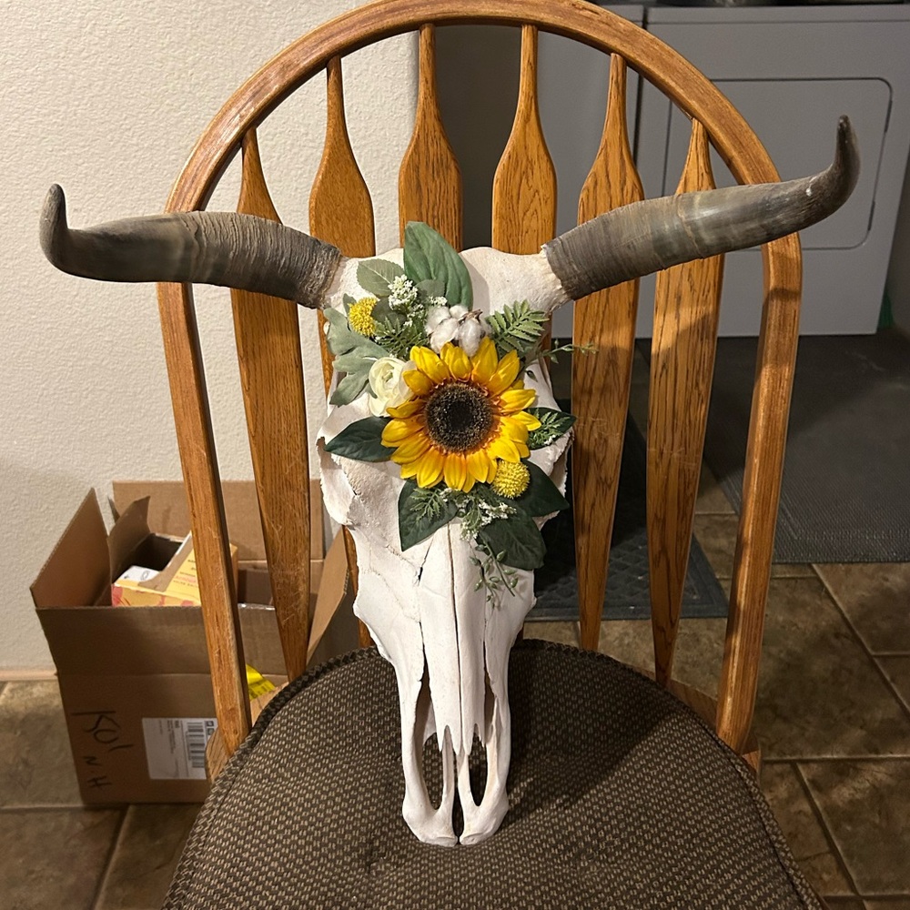 Authentic cow skull